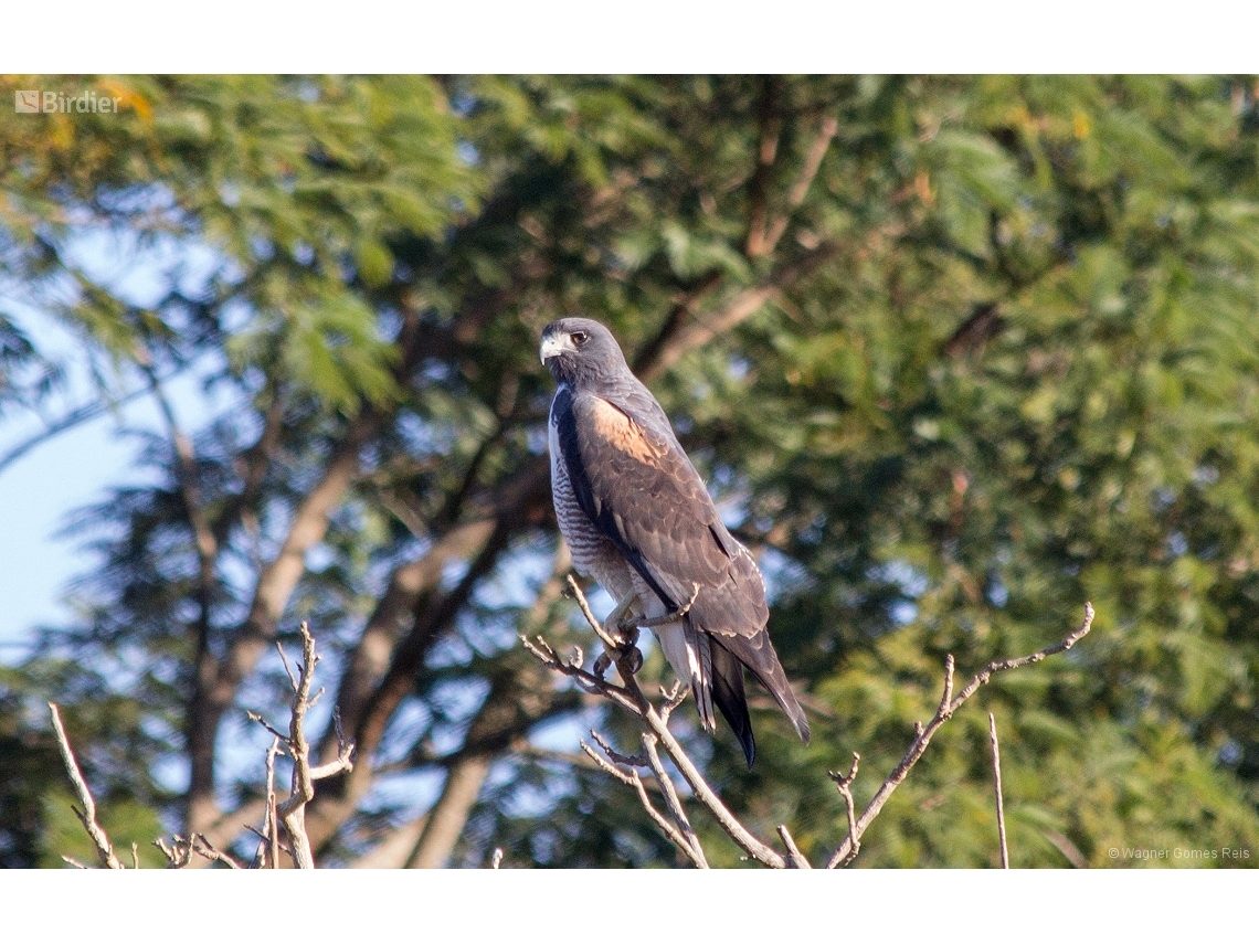 Geranoaetus albicaudatus