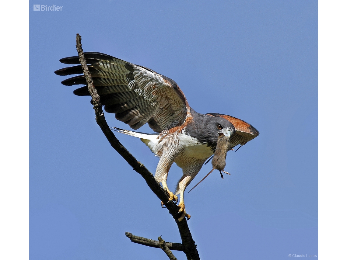 Geranoaetus albicaudatus