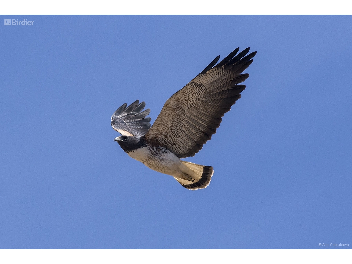 Geranoaetus albicaudatus