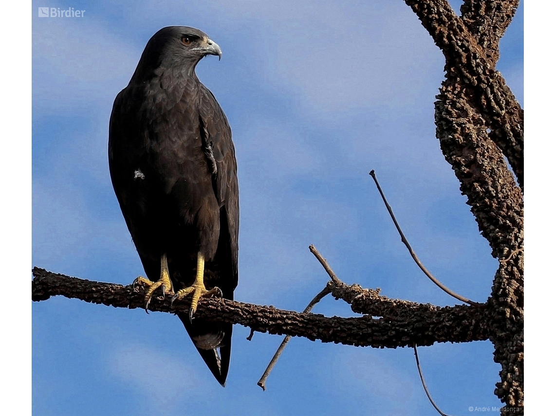 Geranoaetus albicaudatus