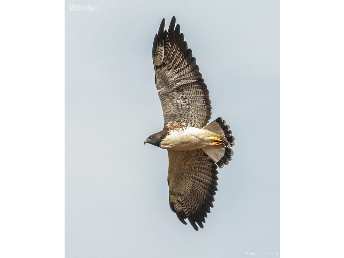 Geranoaetus albicaudatus