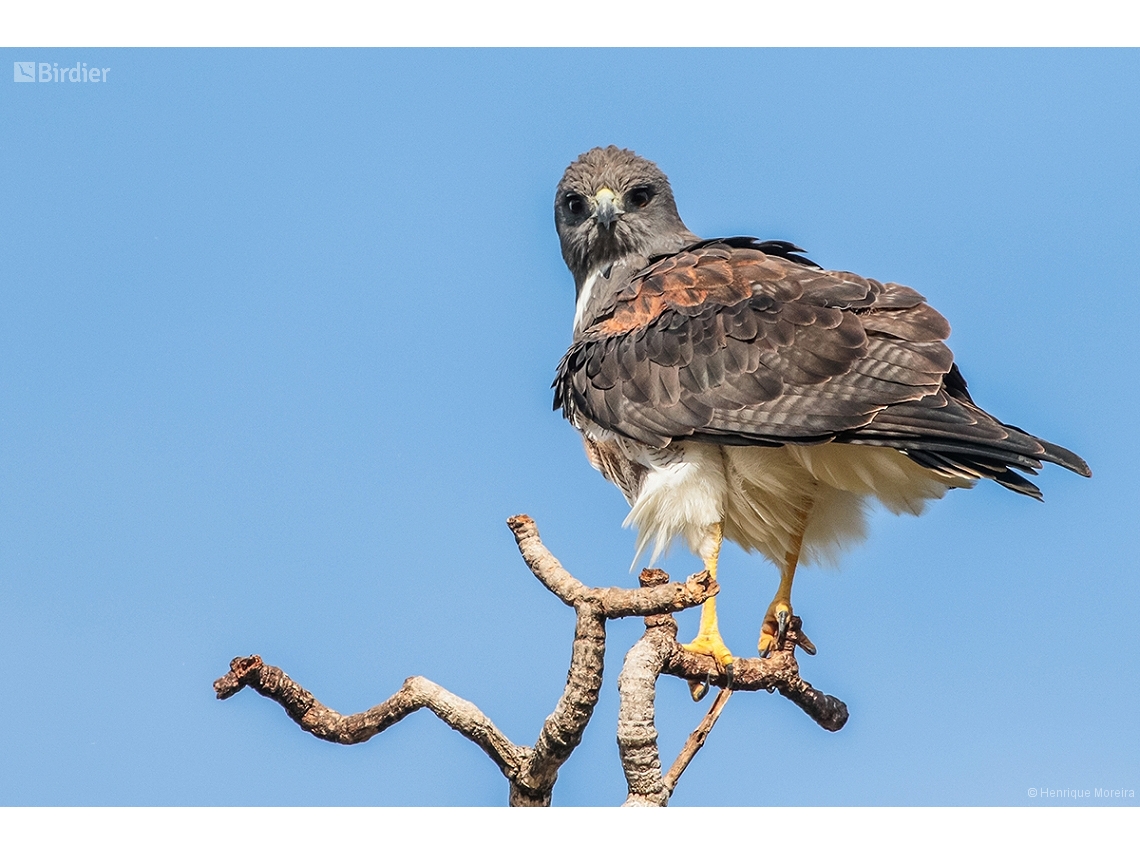 Geranoaetus albicaudatus