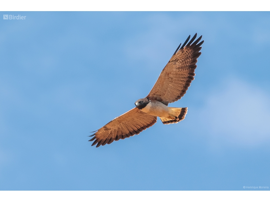 Geranoaetus albicaudatus