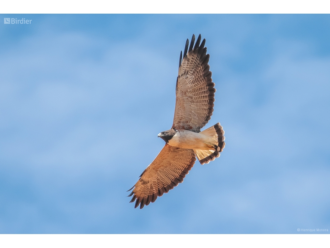 Geranoaetus albicaudatus