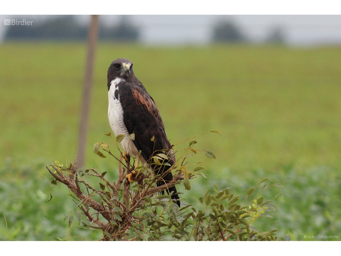Geranoaetus albicaudatus