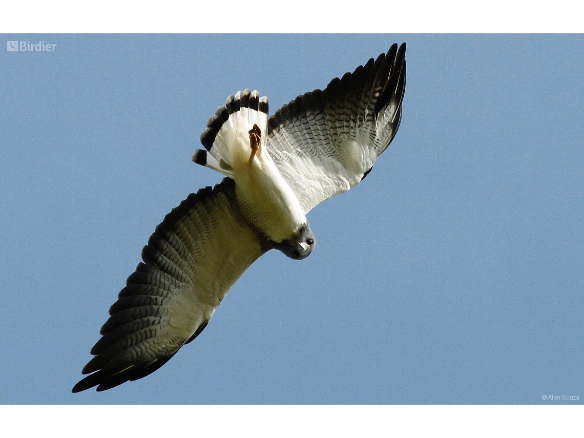 Geranoaetus albicaudatus