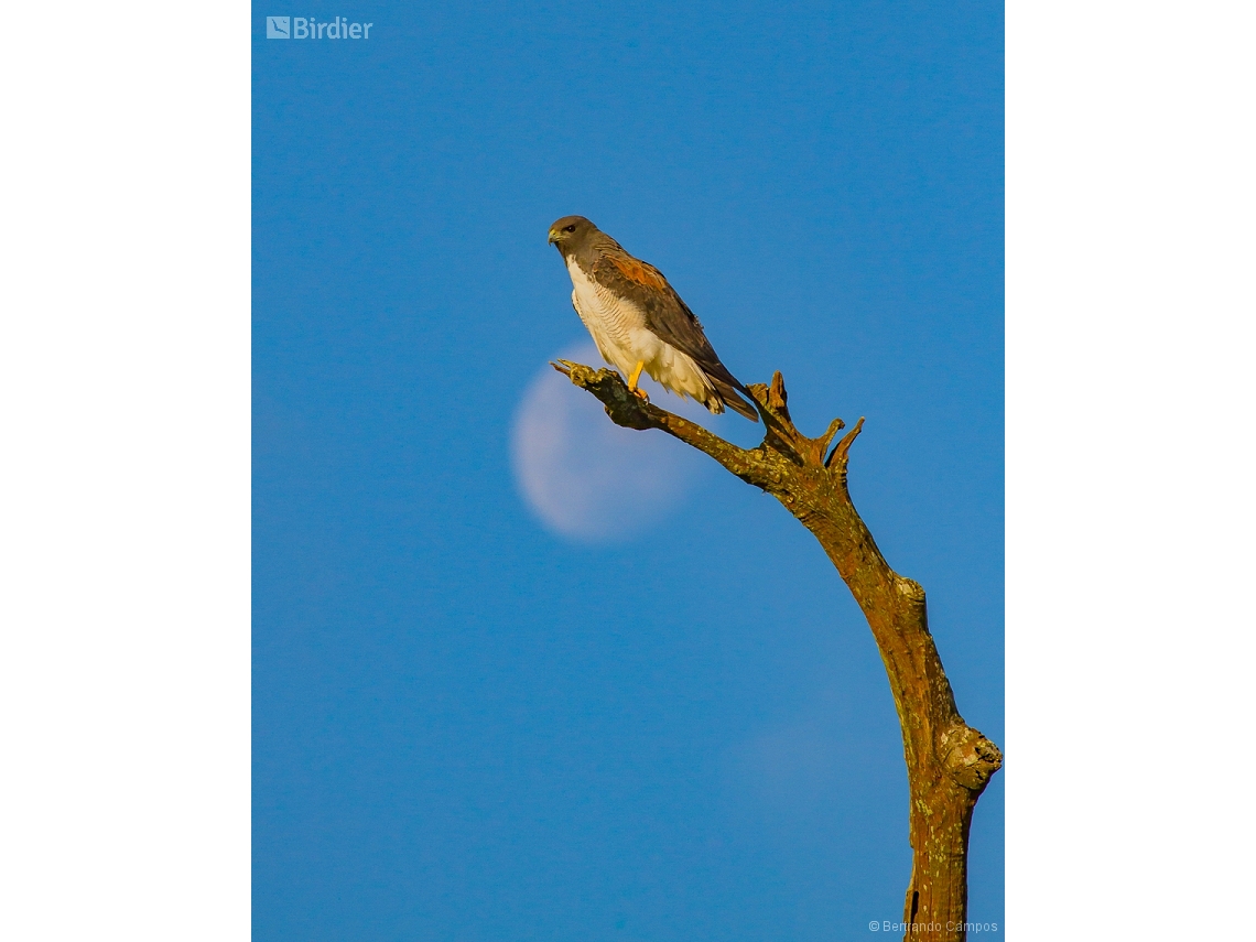 Geranoaetus albicaudatus