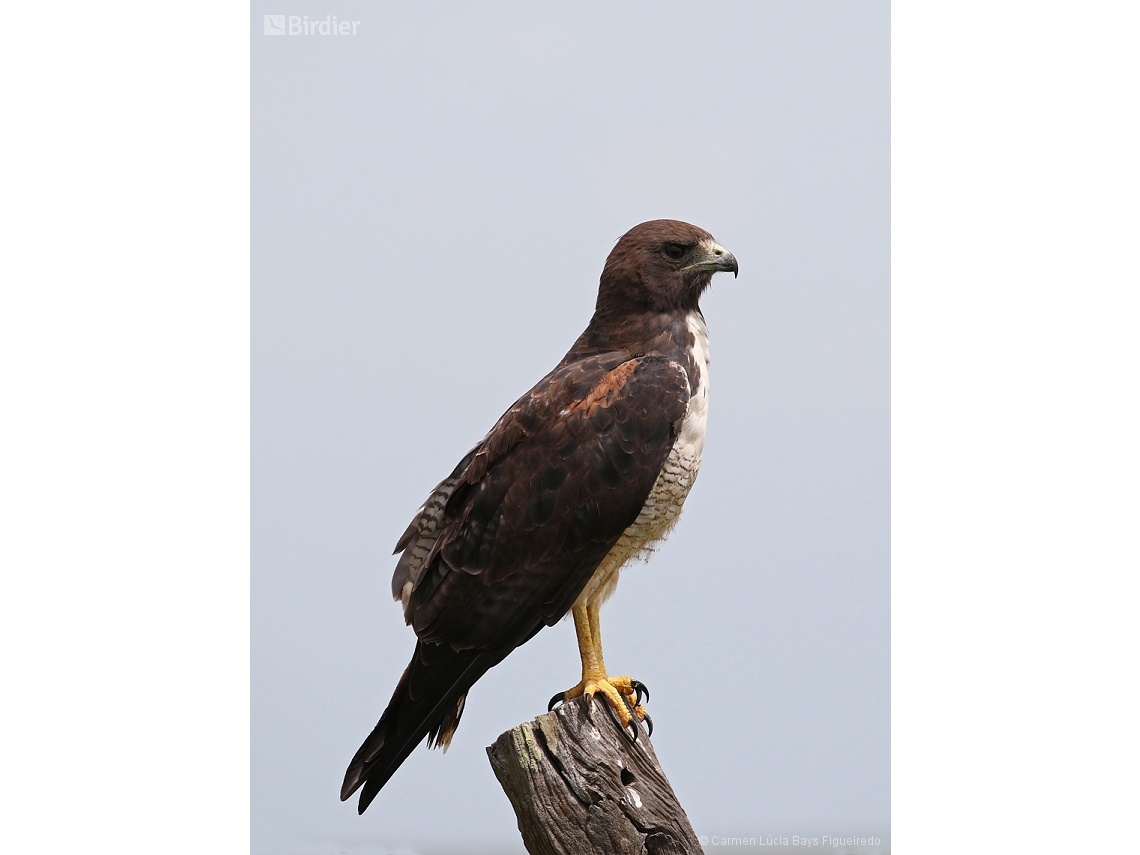 Geranoaetus albicaudatus