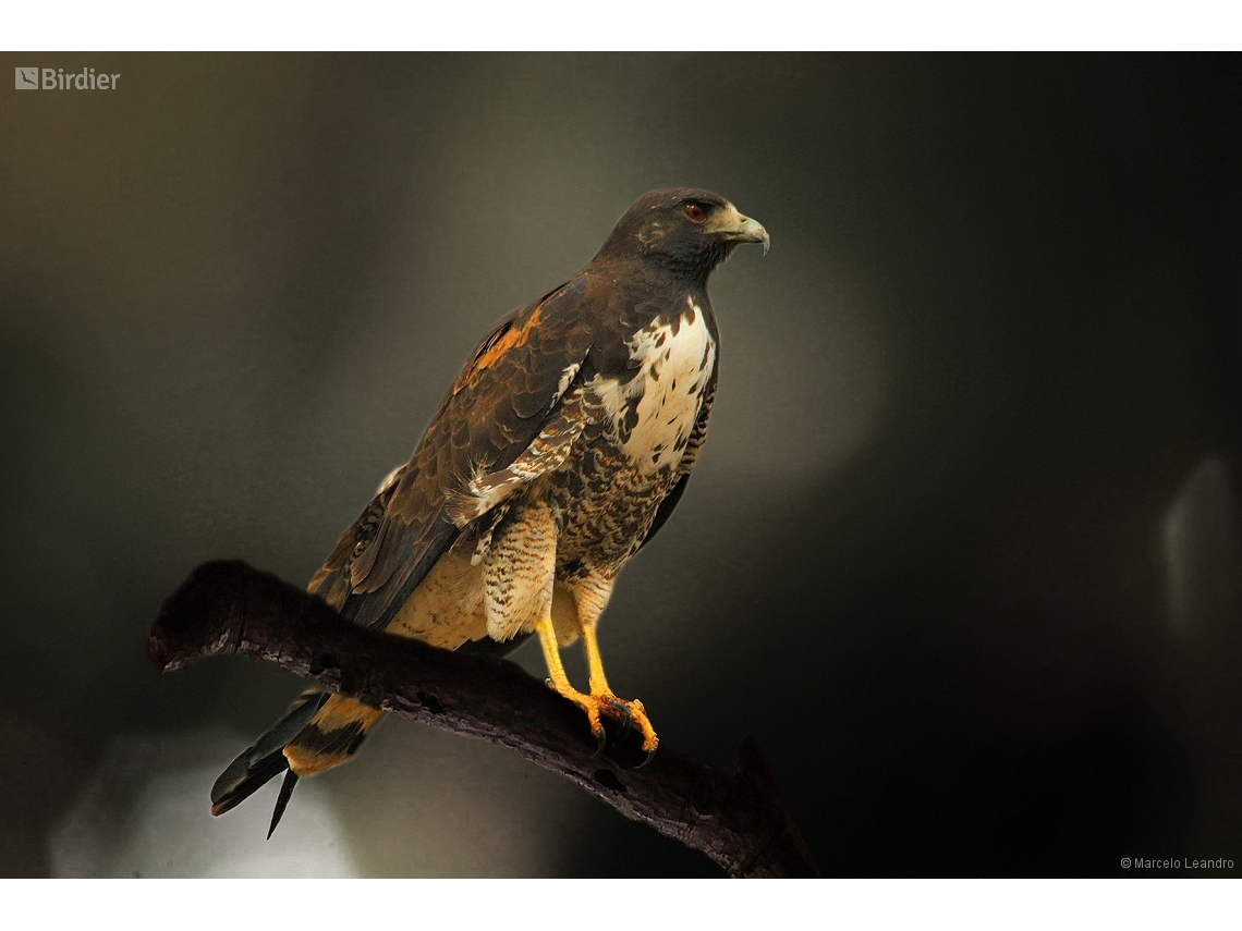 Geranoaetus albicaudatus