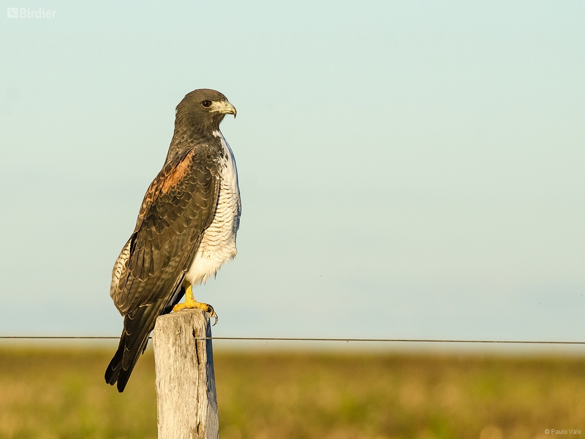 Geranoaetus albicaudatus