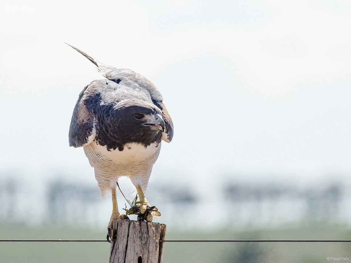 Geranoaetus albicaudatus