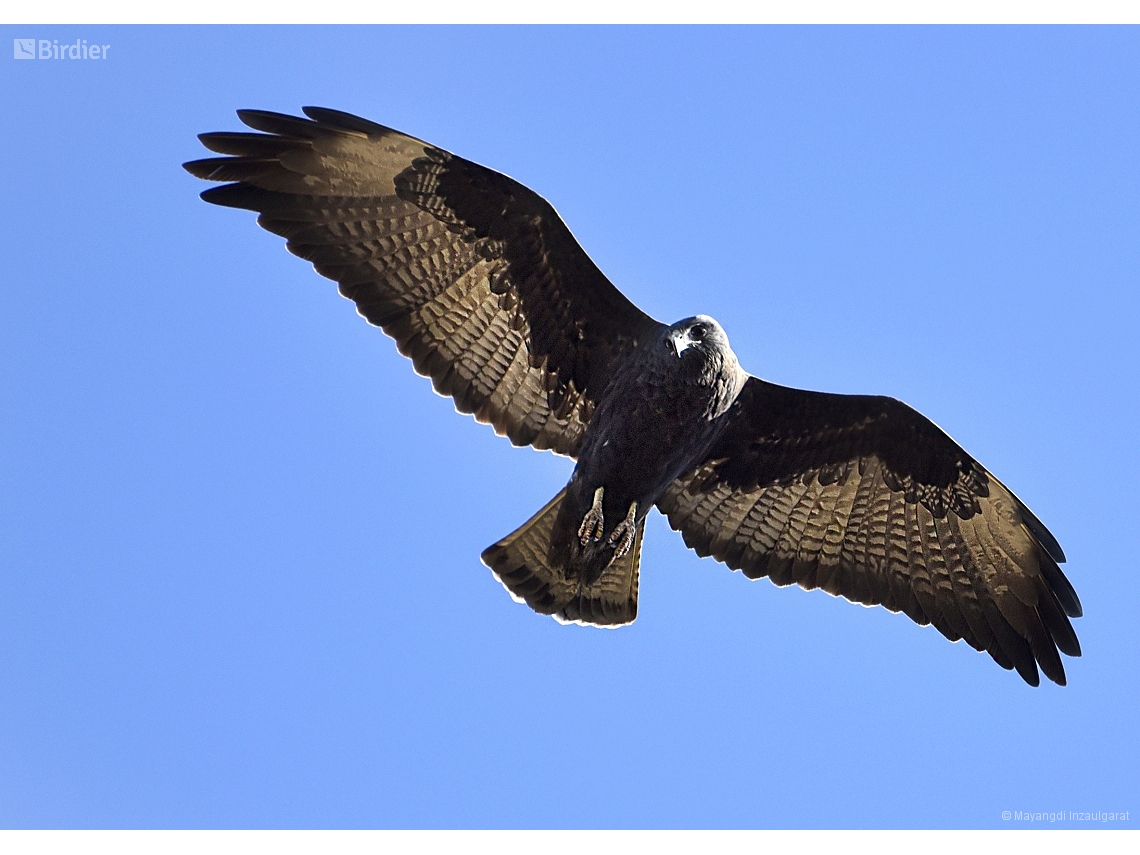 Geranoaetus albicaudatus