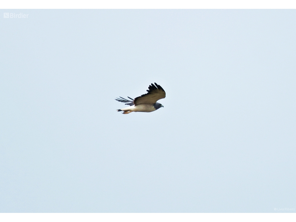 Geranoaetus albicaudatus