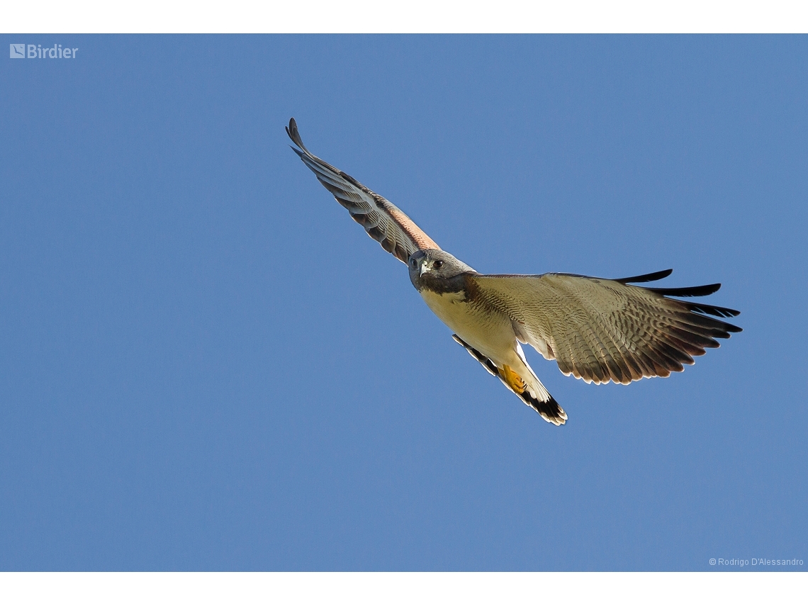 Geranoaetus albicaudatus