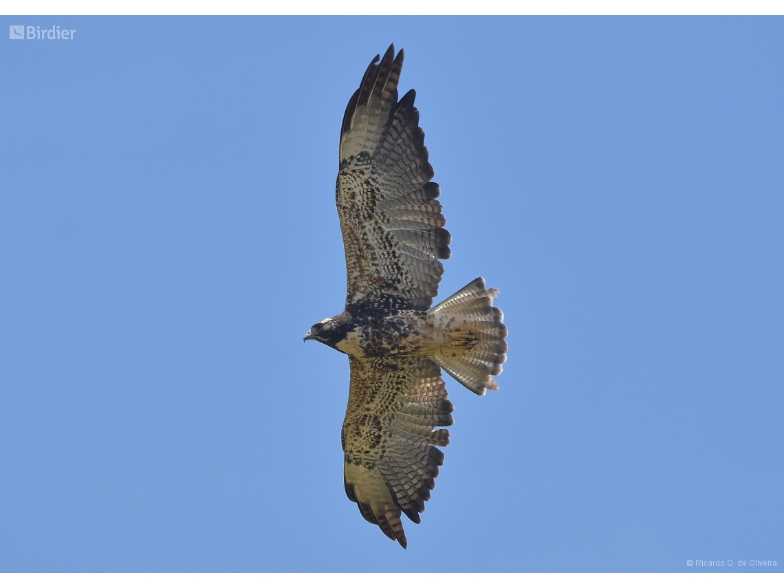 Geranoaetus albicaudatus