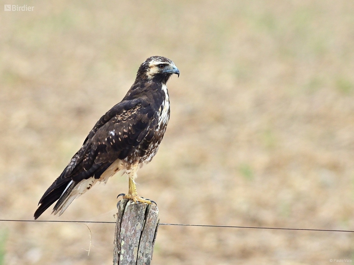 Geranoaetus albicaudatus