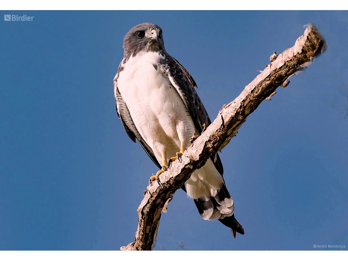 Geranoaetus albicaudatus