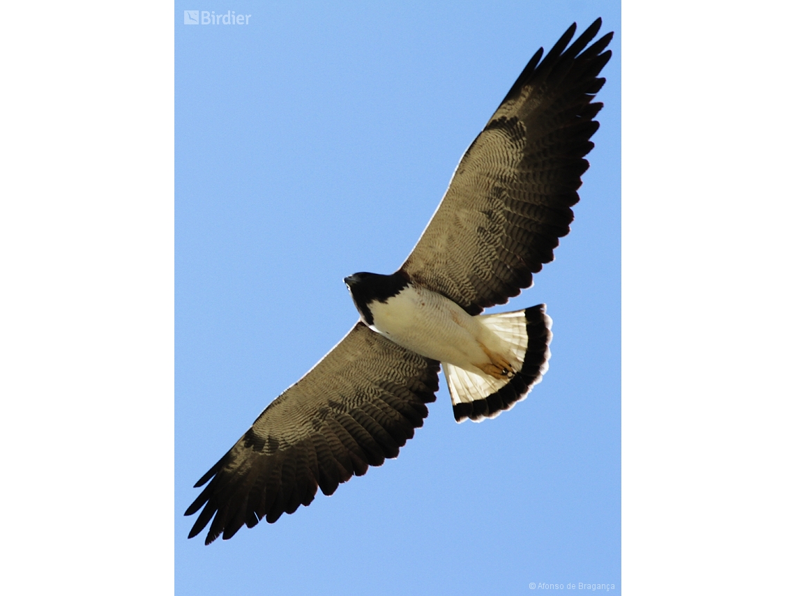 Geranoaetus albicaudatus