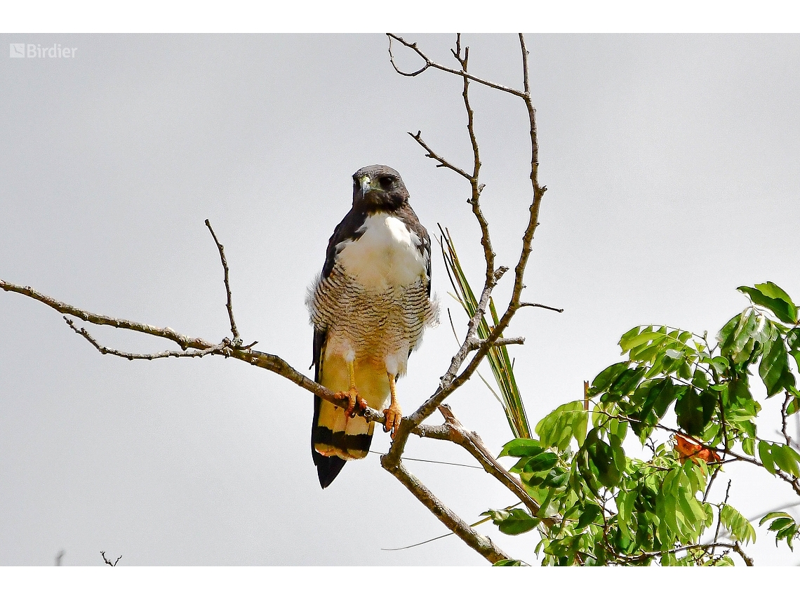 Geranoaetus albicaudatus