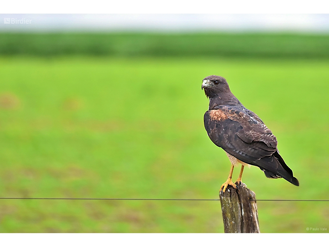 Geranoaetus albicaudatus