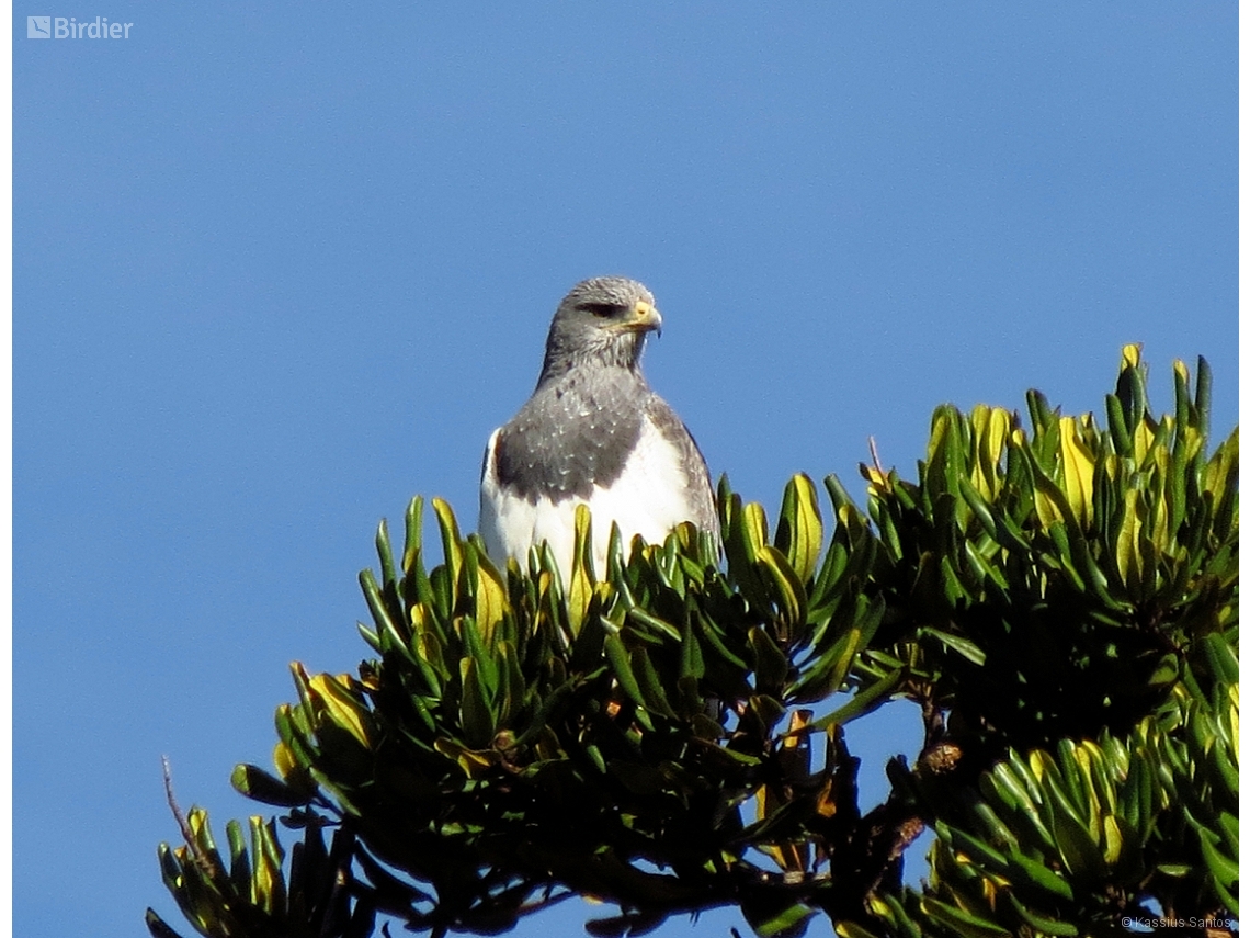Geranoaetus melanoleucus