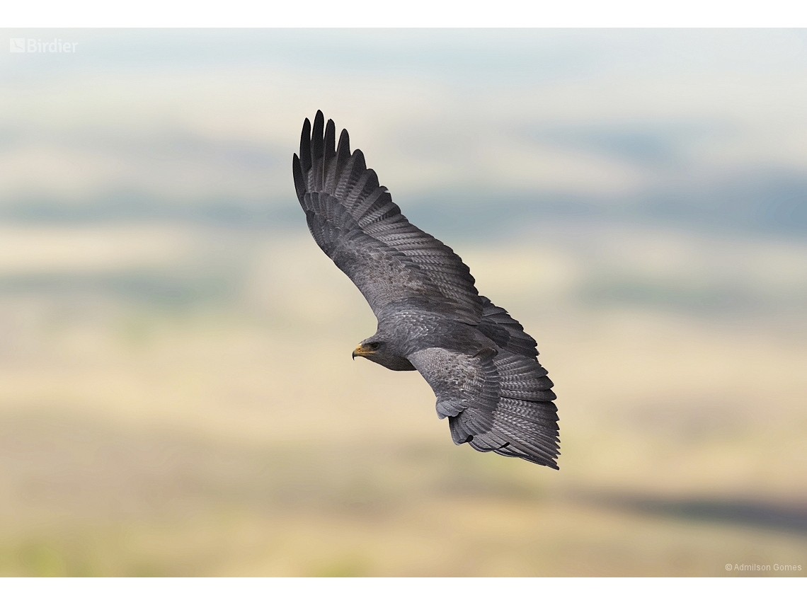 Geranoaetus melanoleucus