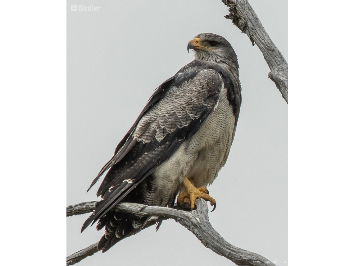 Geranoaetus melanoleucus