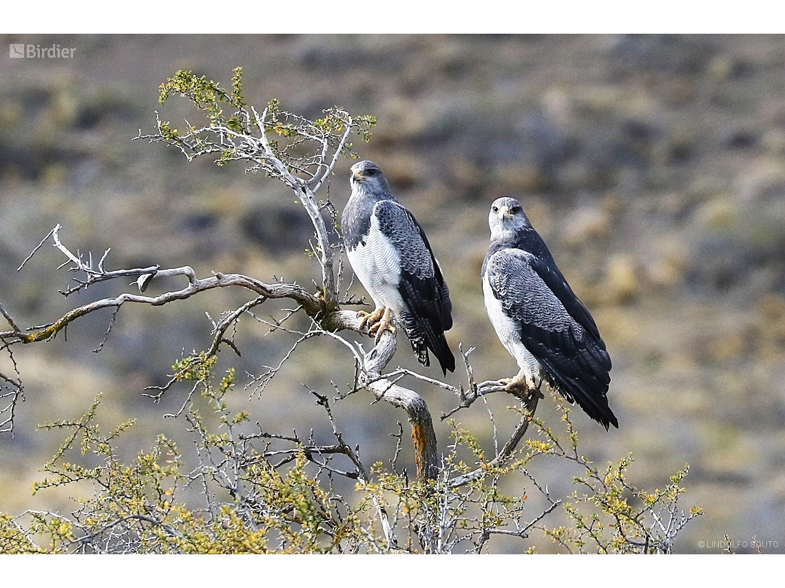 Geranoaetus melanoleucus