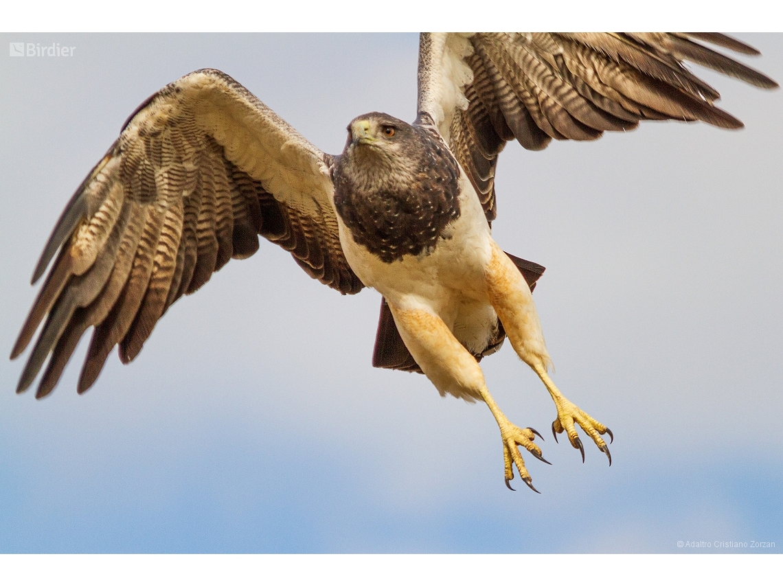 Geranoaetus melanoleucus