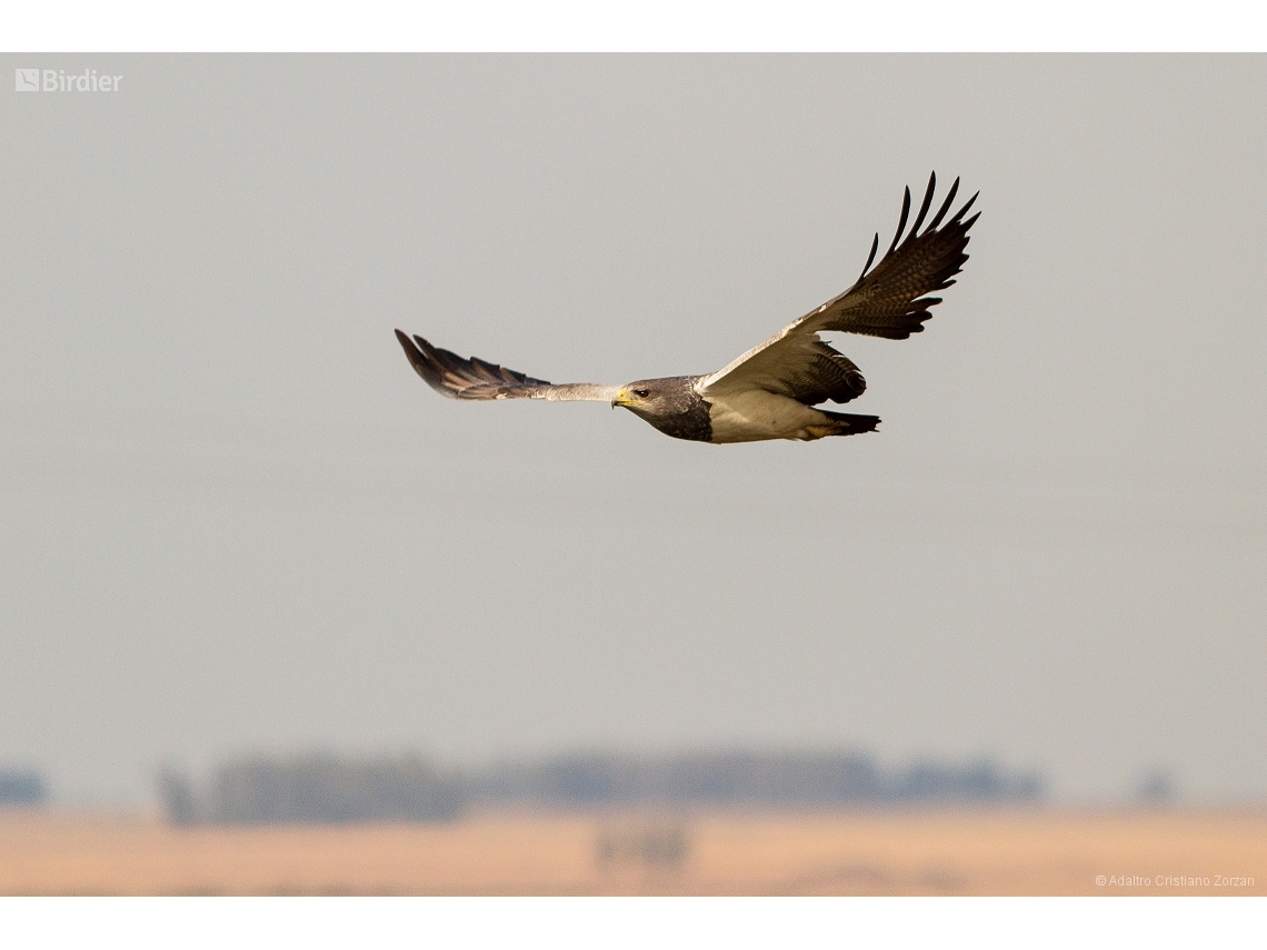 Geranoaetus melanoleucus