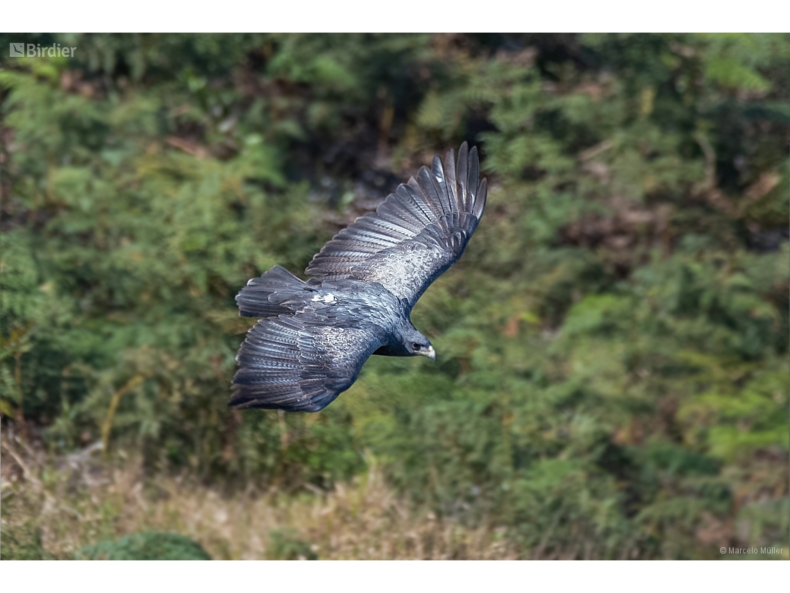 Geranoaetus melanoleucus