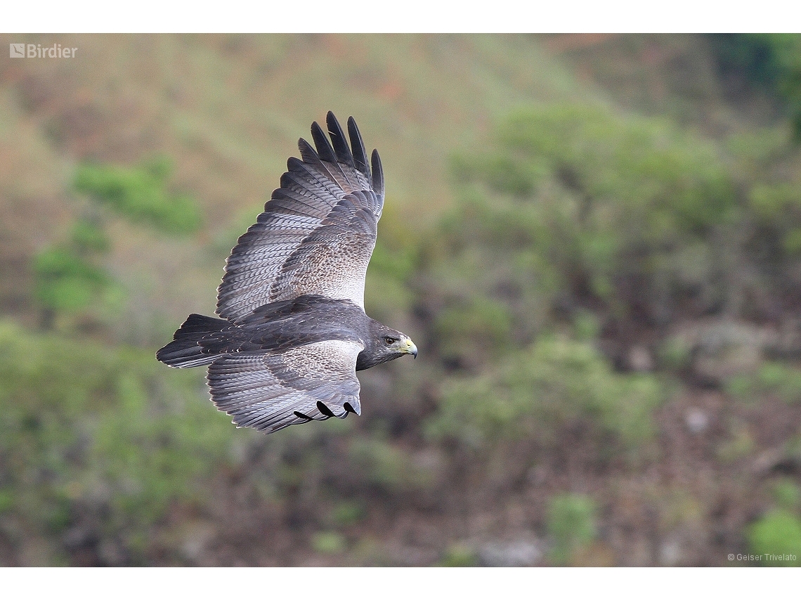 Geranoaetus melanoleucus