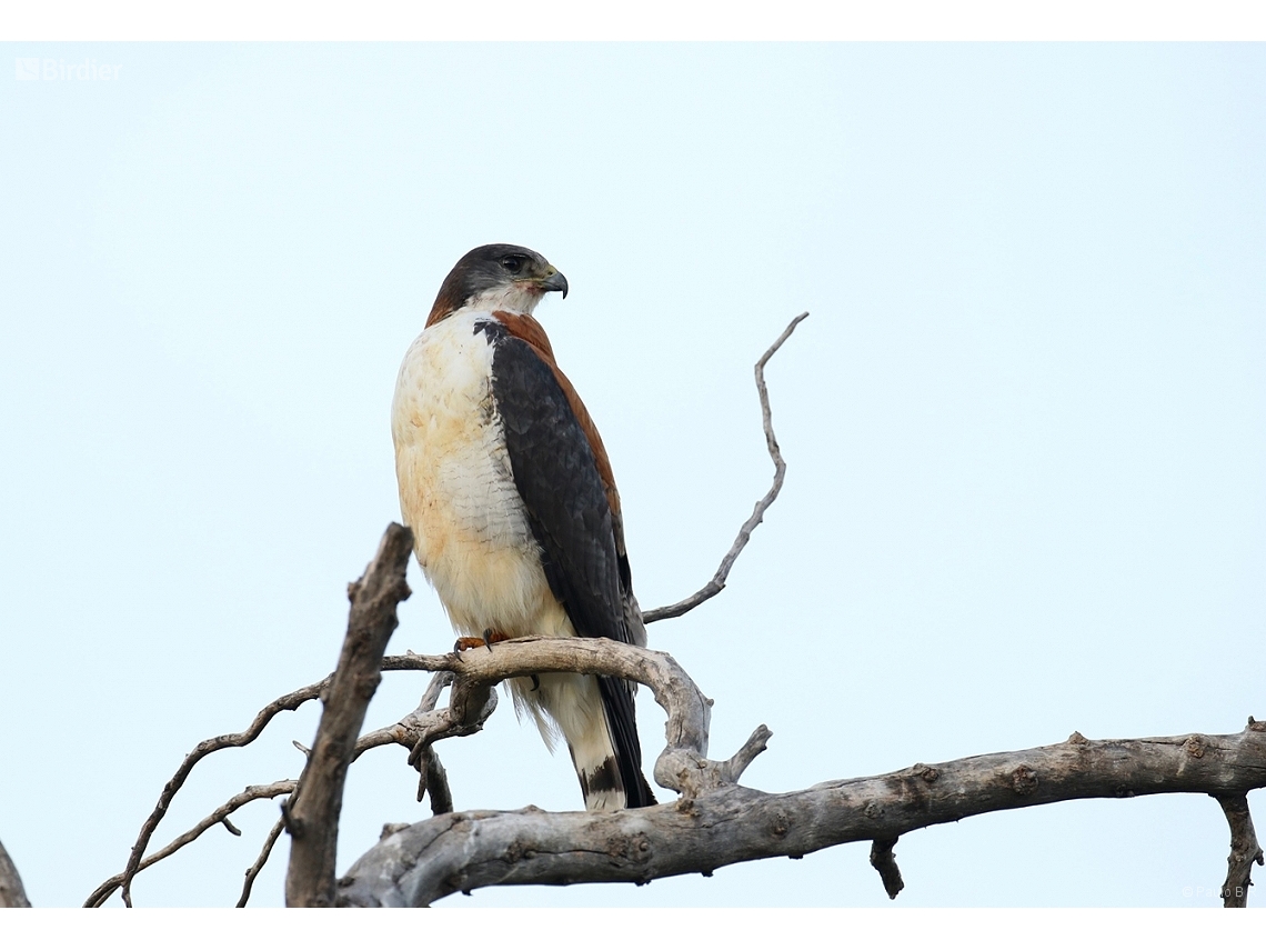 Geranoaetus polyosoma