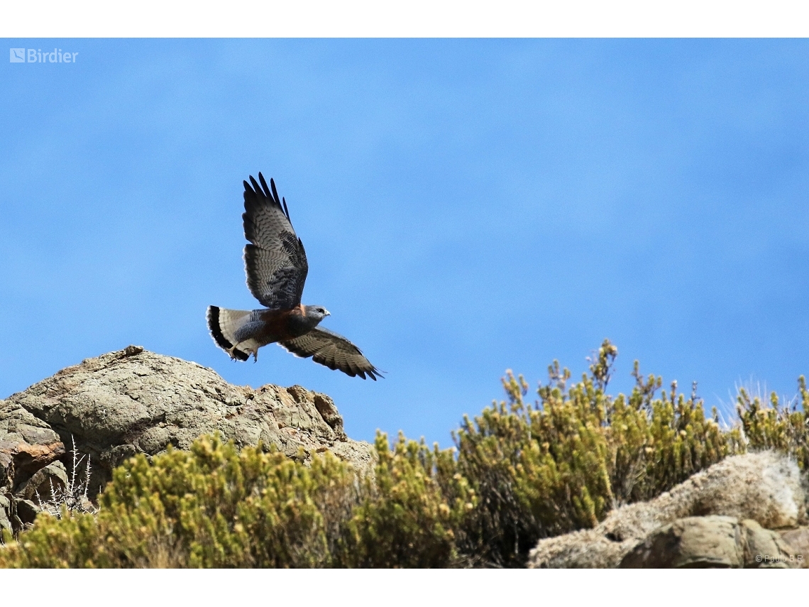 Geranoaetus polyosoma