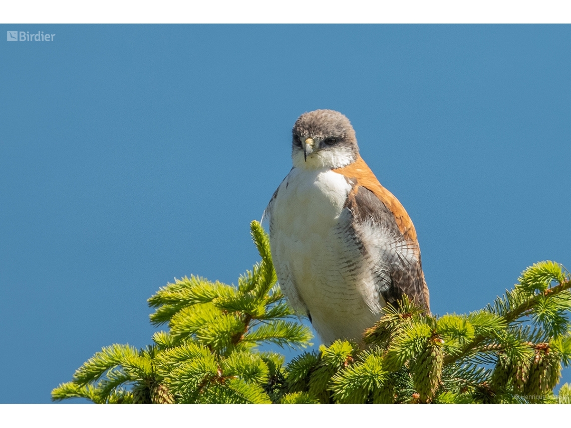 Geranoaetus polyosoma