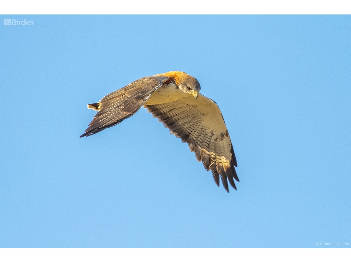 Geranoaetus polyosoma