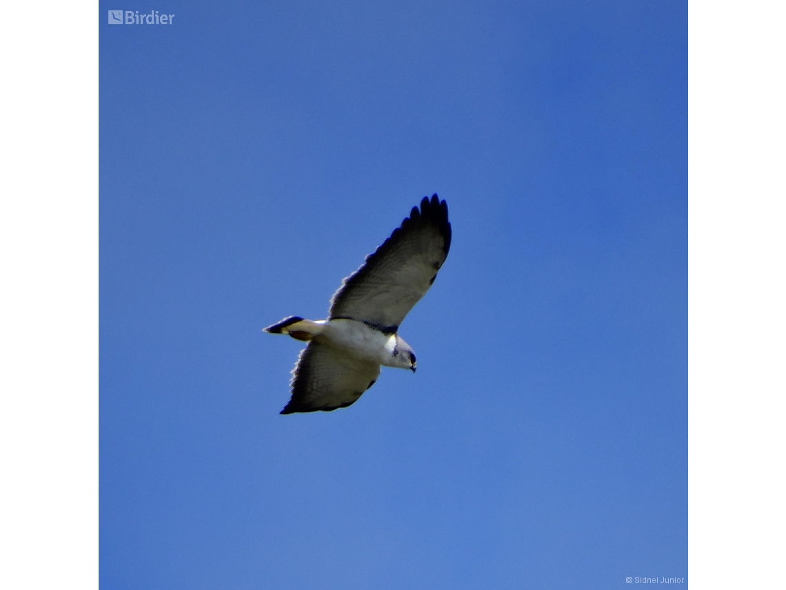 Geranoaetus polyosoma