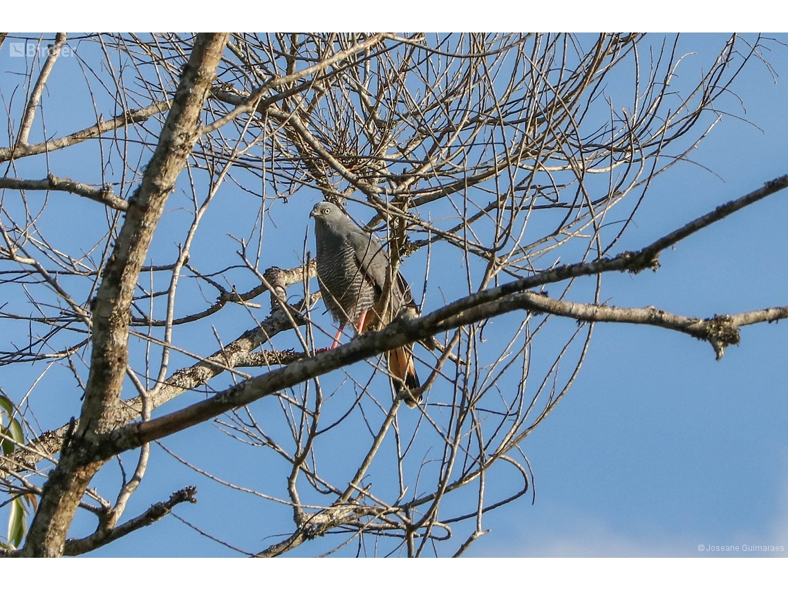Geranospiza caerulescens