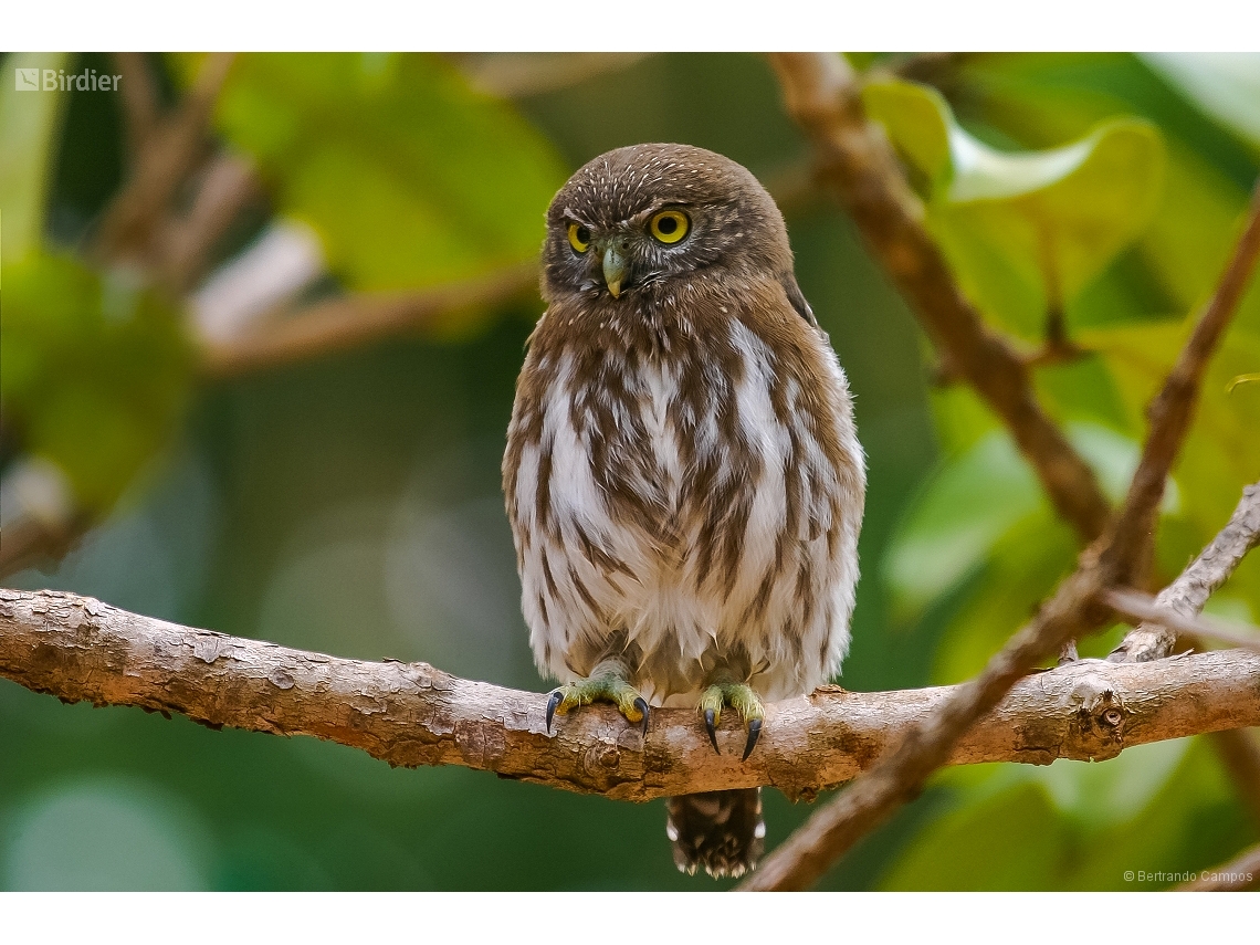 Glaucidium brasilianum
