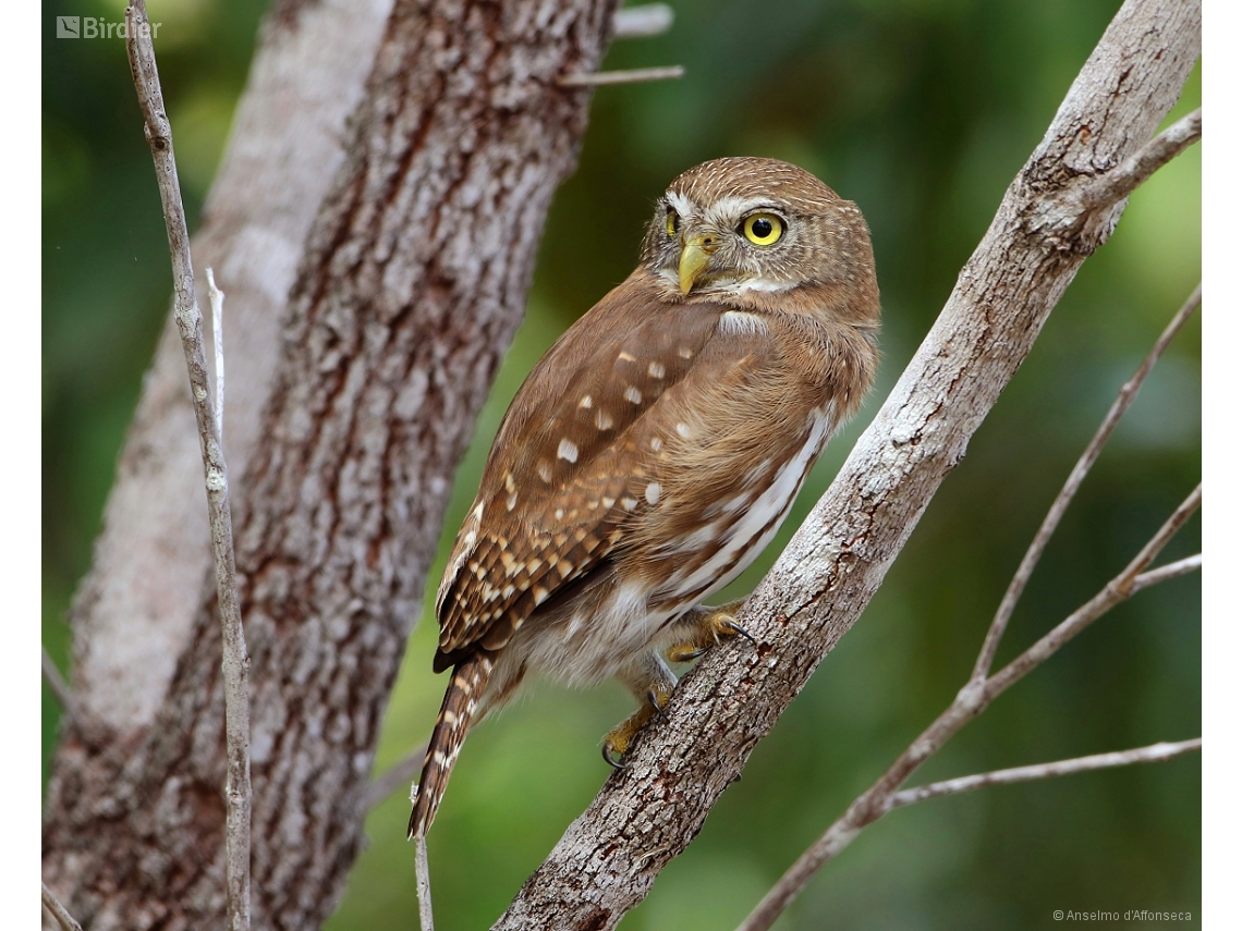 Glaucidium brasilianum