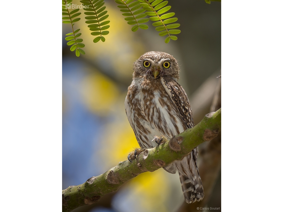 Glaucidium brasilianum