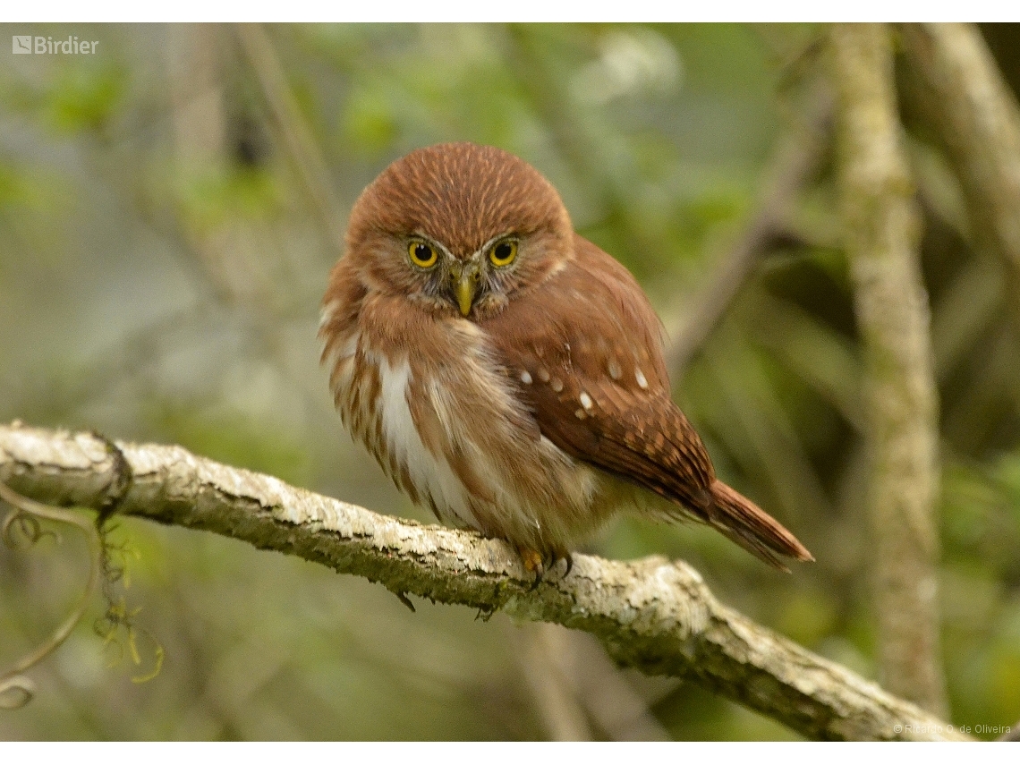 Glaucidium brasilianum