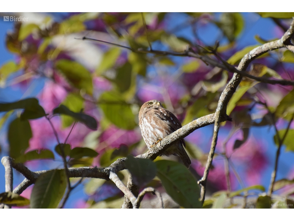 Glaucidium brasilianum