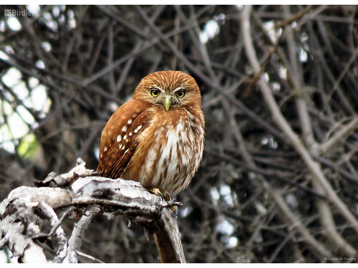 Glaucidium brasilianum