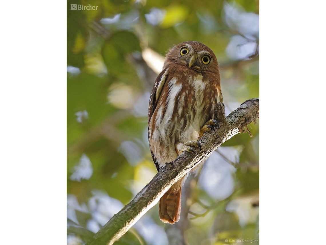 Glaucidium brasilianum