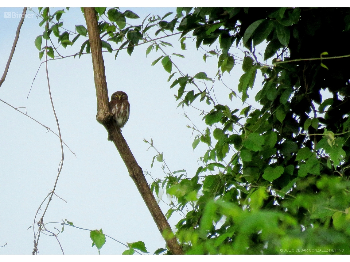 Glaucidium brasilianum