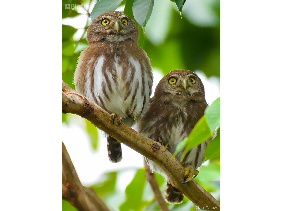 Glaucidium brasilianum