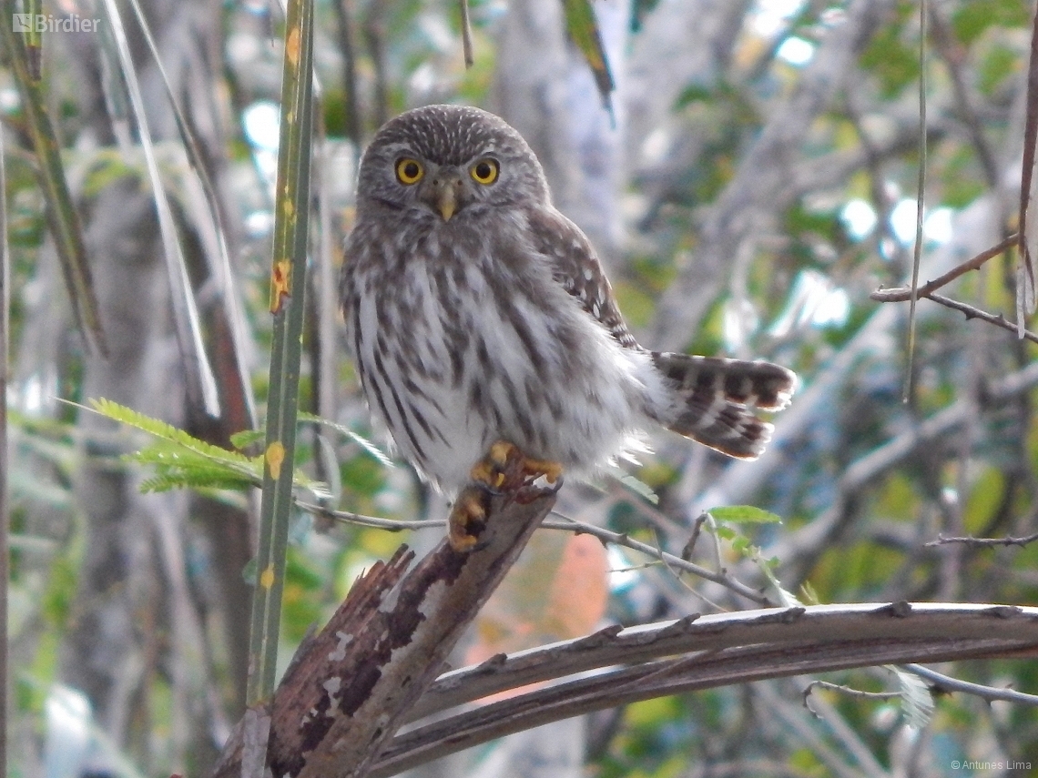 Glaucidium brasilianum