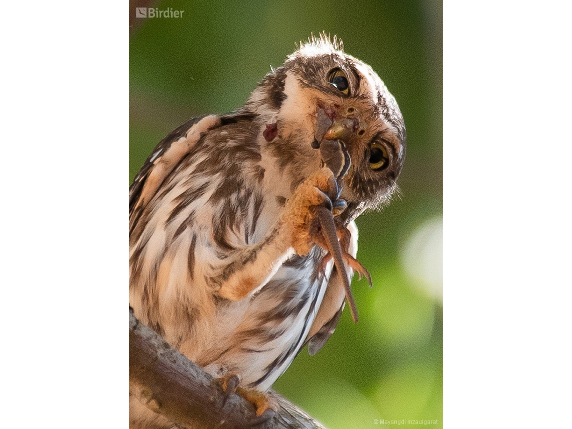 Glaucidium brasilianum