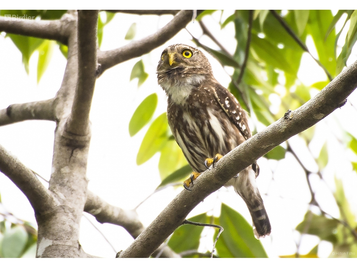 Glaucidium brasilianum